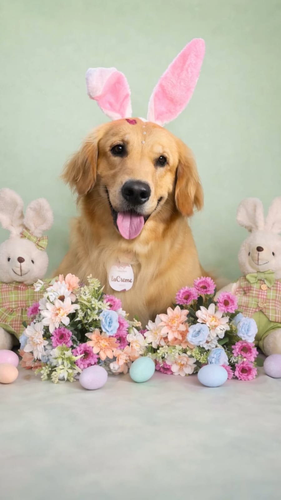 Cachorro Feliz
